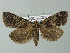  ( - BC ZSM Lep 67243)  @14 [ ] CreativeCommons - Attribution Non-Commercial Share-Alike (2013) Axel Hausmann/Bavarian State Collection of Zoology (ZSM) SNSB, Zoologische Staatssammlung Muenchen