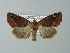  ( - BC ZSM Lep 67246)  @13 [ ] CreativeCommons - Attribution Non-Commercial Share-Alike (2013) Axel Hausmann/Bavarian State Collection of Zoology (ZSM) SNSB, Zoologische Staatssammlung Muenchen