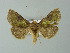  ( - BC ZSM Lep 67275)  @14 [ ] CreativeCommons - Attribution Non-Commercial Share-Alike (2013) Axel Hausmann/Bavarian State Collection of Zoology (ZSM) SNSB, Zoologische Staatssammlung Muenchen