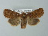  ( - BC ZSM Lep 67277)  @14 [ ] CreativeCommons - Attribution Non-Commercial Share-Alike (2013) Axel Hausmann/Bavarian State Collection of Zoology (ZSM) SNSB, Zoologische Staatssammlung Muenchen