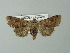  ( - BC ZSM Lep 67289)  @11 [ ] CreativeCommons - Attribution Non-Commercial Share-Alike (2013) Axel Hausmann/Bavarian State Collection of Zoology (ZSM) SNSB, Zoologische Staatssammlung Muenchen