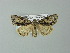  ( - BC ZSM Lep 67294)  @13 [ ] CreativeCommons - Attribution Non-Commercial Share-Alike (2013) Axel Hausmann/Bavarian State Collection of Zoology (ZSM) SNSB, Zoologische Staatssammlung Muenchen