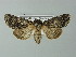  ( - BC ZSM Lep 67297)  @14 [ ] CreativeCommons - Attribution Non-Commercial Share-Alike (2013) Axel Hausmann/Bavarian State Collection of Zoology (ZSM) SNSB, Zoologische Staatssammlung Muenchen
