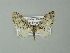 ( - BC ZSM Lep 67309)  @13 [ ] CreativeCommons - Attribution Non-Commercial Share-Alike (2013) Axel Hausmann/Bavarian State Collection of Zoology (ZSM) SNSB, Zoologische Staatssammlung Muenchen