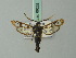  ( - BC ZSM Lep 69262)  @14 [ ] CreativeCommons - Attribution Non-Commercial Share-Alike (2013) Axel Hausmann/Bavarian State Collection of Zoology (ZSM) SNSB, Zoologische Staatssammlung Muenchen
