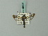  ( - BC ZSM Lep 69300)  @11 [ ] CreativeCommons - Attribution Non-Commercial Share-Alike (2013) Axel Hausmann/Bavarian State Collection of Zoology (ZSM) SNSB, Zoologische Staatssammlung Muenchen