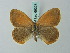 ( - BC ZSM Lep 69328)  @11 [ ] CreativeCommons - Attribution Non-Commercial Share-Alike (2013) Axel Hausmann/Bavarian State Collection of Zoology (ZSM) SNSB, Zoologische Staatssammlung Muenchen