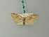  ( - BC ZSM Lep 70200)  @11 [ ] CreativeCommons - Attribution Non-Commercial Share-Alike (2013) Axel Hausmann/Bavarian State Collection of Zoology (ZSM) SNSB, Zoologische Staatssammlung Muenchen