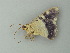  ( - BC ZSM Lep 73443)  @13 [ ] CreativeCommons - Attribution Non-Commercial Share-Alike (2013) Axel Hausmann/Bavarian State Collection of Zoology (ZSM) SNSB, Zoologische Staatssammlung Muenchen