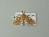  ( - BC ZSM Lep 73935)  @12 [ ] CreativeCommons - Attribution Non-Commercial Share-Alike (2013) Axel Hausmann/Bavarian State Collection of Zoology (ZSM) SNSB, Zoologische Staatssammlung Muenchen