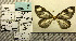  ( - BC ZSM Lep 73941)  @11 [ ] CreativeCommons - Attribution Non-Commercial Share-Alike (2013) Axel Hausmann/Bavarian State Collection of Zoology (ZSM) SNSB, Zoologische Staatssammlung Muenchen