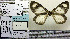  ( - BC ZSM Lep 73942)  @11 [ ] CreativeCommons - Attribution Non-Commercial Share-Alike (2013) Axel Hausmann/Bavarian State Collection of Zoology (ZSM) SNSB, Zoologische Staatssammlung Muenchen