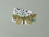  ( - BC ZSM Lep 73959)  @12 [ ] CreativeCommons - Attribution Non-Commercial Share-Alike (2013) Axel Hausmann/Bavarian State Collection of Zoology (ZSM) SNSB, Zoologische Staatssammlung Muenchen