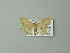  ( - BC ZSM Lep 73980)  @13 [ ] CreativeCommons - Attribution Non-Commercial Share-Alike (2013) Axel Hausmann/Bavarian State Collection of Zoology (ZSM) SNSB, Zoologische Staatssammlung Muenchen