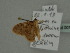  ( - BC ZSM Lep add 0184)  @12 [ ] CreativeCommons - Attribution Non-Commercial Share-Alike (2013) Axel Hausmann/Bavarian State Collection of Zoology (ZSM) SNSB, Zoologische Staatssammlung Muenchen
