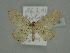  (Scopula punctabilineatella - BC ZSM Lep add 0185)  @13 [ ] CreativeCommons - Attribution Non-Commercial Share-Alike (2013) Axel Hausmann/Bavarian State Collection of Zoology (ZSM) SNSB, Zoologische Staatssammlung Muenchen