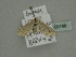  ( - BC ZSM Lep add 0188)  @13 [ ] CreativeCommons - Attribution Non-Commercial Share-Alike (2013) Axel Hausmann/Bavarian State Collection of Zoology (ZSM) SNSB, Zoologische Staatssammlung Muenchen