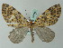  (Graphidipus nr. fulvicostaria - BC ZSM Lep 68706)  @14 [ ] CreativeCommons - Attribution Non-Commercial Share-Alike (2014) Axel Hausmann/Bavarian State Collection of Zoology (ZSM) SNSB, Zoologische Staatssammlung Muenchen
