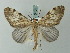  ( - BC ZSM Lep 68707)  @14 [ ] CreativeCommons - Attribution Non-Commercial Share-Alike (2014) Axel Hausmann/Bavarian State Collection of Zoology (ZSM) SNSB, Zoologische Staatssammlung Muenchen