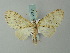  (Lobidiopteryx thomae - BC ZSM Lep 68711)  @14 [ ] CreativeCommons - Attribution Non-Commercial Share-Alike (2014) Axel Hausmann/Bavarian State Collection of Zoology (ZSM) SNSB, Zoologische Staatssammlung Muenchen