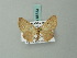  ( - BC ZSM Lep 68733)  @13 [ ] CreativeCommons - Attribution Non-Commercial Share-Alike (2014) Axel Hausmann/Bavarian State Collection of Zoology (ZSM) SNSB, Zoologische Staatssammlung Muenchen
