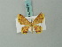  (Eois discata - BC ZSM Lep 68779)  @11 [ ] CreativeCommons - Attribution Non-Commercial Share-Alike (2014) Axel Hausmann/Bavarian State Collection of Zoology (ZSM) SNSB, Zoologische Staatssammlung Muenchen