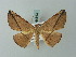  ( - BC ZSM Lep 68813)  @13 [ ] CreativeCommons - Attribution Non-Commercial Share-Alike (2014) Axel Hausmann/Bavarian State Collection of Zoology (ZSM) SNSB, Zoologische Staatssammlung Muenchen