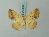  (Eusarca distycharia - BC ZSM Lep 68818)  @13 [ ] CreativeCommons - Attribution Non-Commercial Share-Alike (2014) Axel Hausmann/Bavarian State Collection of Zoology (ZSM) SNSB, Zoologische Staatssammlung Muenchen