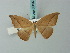  (Patalene luciata - BC ZSM Lep 68837)  @13 [ ] CreativeCommons - Attribution Non-Commercial Share-Alike (2014) Axel Hausmann/Bavarian State Collection of Zoology (ZSM) SNSB, Zoologische Staatssammlung Muenchen