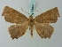  ( - BC ZSM Lep 68842)  @14 [ ] CreativeCommons - Attribution Non-Commercial Share-Alike (2014) Axel Hausmann/Bavarian State Collection of Zoology (ZSM) SNSB, Zoologische Staatssammlung Muenchen