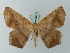 (Prochoerodes cristata - BC ZSM Lep 68857)  @15 [ ] CreativeCommons - Attribution Non-Commercial Share-Alike (2014) Axel Hausmann/Bavarian State Collection of Zoology (ZSM) SNSB, Zoologische Staatssammlung Muenchen
