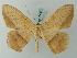  (Prochoerodes pilosa - BC ZSM Lep 68858)  @15 [ ] CreativeCommons - Attribution Non-Commercial Share-Alike (2014) Axel Hausmann/Bavarian State Collection of Zoology (ZSM) SNSB, Zoologische Staatssammlung Muenchen