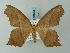  ( - BC ZSM Lep 68863)  @14 [ ] CreativeCommons - Attribution Non-Commercial Share-Alike (2014) Axel Hausmann/Bavarian State Collection of Zoology (ZSM) SNSB, Zoologische Staatssammlung Muenchen