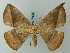  (Oxydia rotara - BC ZSM Lep 68865)  @15 [ ] CreativeCommons - Attribution Non-Commercial Share-Alike (2014) Axel Hausmann/Bavarian State Collection of Zoology (ZSM) SNSB, Zoologische Staatssammlung Muenchen