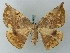  (Oxydia gueneei - BC ZSM Lep 68870)  @14 [ ] CreativeCommons - Attribution Non-Commercial Share-Alike (2014) Axel Hausmann/Bavarian State Collection of Zoology (ZSM) SNSB, Zoologische Staatssammlung Muenchen
