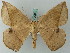  (Oxydia brevipecten - BC ZSM Lep 68871)  @14 [ ] CreativeCommons - Attribution Non-Commercial Share-Alike (2014) Axel Hausmann/Bavarian State Collection of Zoology (ZSM) SNSB, Zoologische Staatssammlung Muenchen