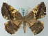 (Oxydia olivacea - BC ZSM Lep 68872)  @15 [ ] CreativeCommons - Attribution Non-Commercial Share-Alike (2014) Axel Hausmann/Bavarian State Collection of Zoology (ZSM) SNSB, Zoologische Staatssammlung Muenchen
