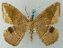  (Oxydia distichata - BC ZSM Lep 68873)  @11 [ ] CreativeCommons - Attribution Non-Commercial Share-Alike (2014) Axel Hausmann/Bavarian State Collection of Zoology (ZSM) SNSB, Zoologische Staatssammlung Muenchen