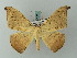  ( - BC ZSM Lep 68875)  @14 [ ] CreativeCommons - Attribution Non-Commercial Share-Alike (2014) Axel Hausmann/Bavarian State Collection of Zoology (ZSM) SNSB, Zoologische Staatssammlung Muenchen