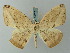  (Oxydia betzi - BC ZSM Lep 68877)  @14 [ ] CreativeCommons - Attribution Non-Commercial Share-Alike (2014) Axel Hausmann/Bavarian State Collection of Zoology (ZSM) SNSB, Zoologische Staatssammlung Muenchen