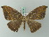  (Oxydia ardesia - BC ZSM Lep 68878)  @14 [ ] CreativeCommons - Attribution Non-Commercial Share-Alike (2014) Axel Hausmann/Bavarian State Collection of Zoology (ZSM) SNSB, Zoologische Staatssammlung Muenchen