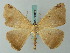  (Oxydia versilinea - BC ZSM Lep 68881)  @15 [ ] CreativeCommons - Attribution Non-Commercial Share-Alike (2014) Axel Hausmann/Bavarian State Collection of Zoology (ZSM) SNSB, Zoologische Staatssammlung Muenchen