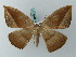  (Oxydia subdecorata - BC ZSM Lep 68884)  @14 [ ] CreativeCommons - Attribution Non-Commercial Share-Alike (2014) Axel Hausmann/Bavarian State Collection of Zoology (ZSM) SNSB, Zoologische Staatssammlung Muenchen