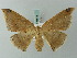  ( - BC ZSM Lep 68888)  @14 [ ] CreativeCommons - Attribution Non-Commercial Share-Alike (2014) Axel Hausmann/Bavarian State Collection of Zoology (ZSM) SNSB, Zoologische Staatssammlung Muenchen