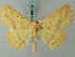  ( - BC ZSM Lep 68894)  @15 [ ] CreativeCommons - Attribution Non-Commercial Share-Alike (2014) Axel Hausmann/Bavarian State Collection of Zoology (ZSM) SNSB, Zoologische Staatssammlung Muenchen