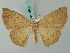  ( - BC ZSM Lep 68900)  @13 [ ] CreativeCommons - Attribution Non-Commercial Share-Alike (2014) Axel Hausmann/Bavarian State Collection of Zoology (ZSM) SNSB, Zoologische Staatssammlung Muenchen