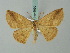  (Certima sticta - BC ZSM Lep 68901)  @14 [ ] CreativeCommons - Attribution Non-Commercial Share-Alike (2014) Axel Hausmann/Bavarian State Collection of Zoology (ZSM) SNSB, Zoologische Staatssammlung Muenchen