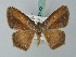 (Sabulodes mima - BC ZSM Lep 68902)  @14 [ ] CreativeCommons - Attribution Non-Commercial Share-Alike (2014) Axel Hausmann/Bavarian State Collection of Zoology (ZSM) SNSB, Zoologische Staatssammlung Muenchen