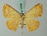  ( - BC ZSM Lep 68936)  @11 [ ] CreativeCommons - Attribution Non-Commercial Share-Alike (2014) Axel Hausmann/Bavarian State Collection of Zoology (ZSM) SNSB, Zoologische Staatssammlung Muenchen