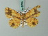  (Synegia lidderdalii - BC ZSM Lep 68937)  @14 [ ] CreativeCommons - Attribution Non-Commercial Share-Alike (2014) Axel Hausmann/Bavarian State Collection of Zoology (ZSM) SNSB, Zoologische Staatssammlung Muenchen